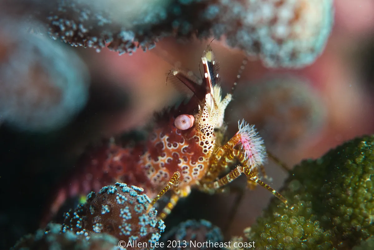 Coral Marbled Shrimp(Saron neglectus)