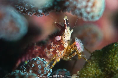 Coral Marbled Shrimp(Saron neglectus)