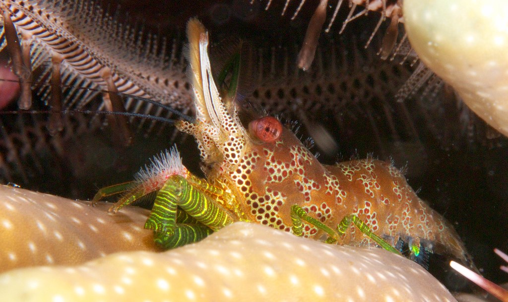 Saron cf neglectus (marble shrimp), scuba diving in Romblon Island, Philippines