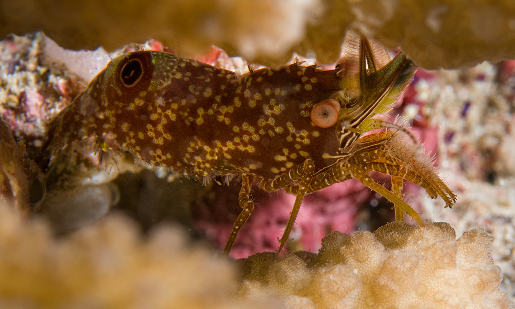Eyespot Shrimp (Saron neglectus)
