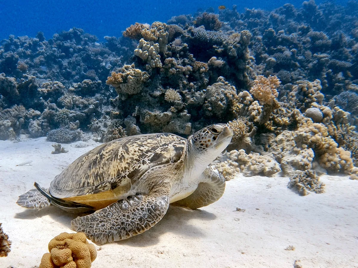 Green Sea Turtle