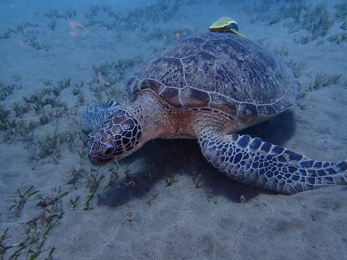Green Sea Turtle