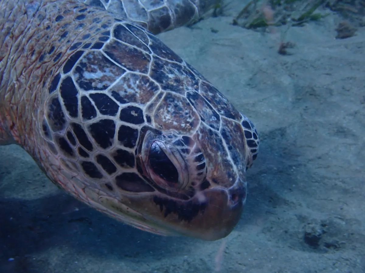 Green Sea Turtle