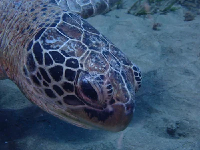 Green Sea Turtle