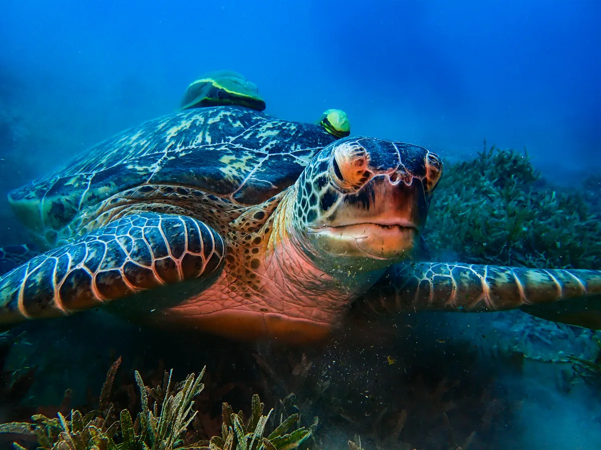 Green Sea Turtle