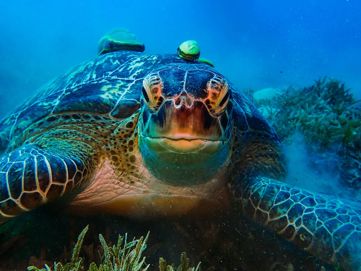 Green Sea Turtle