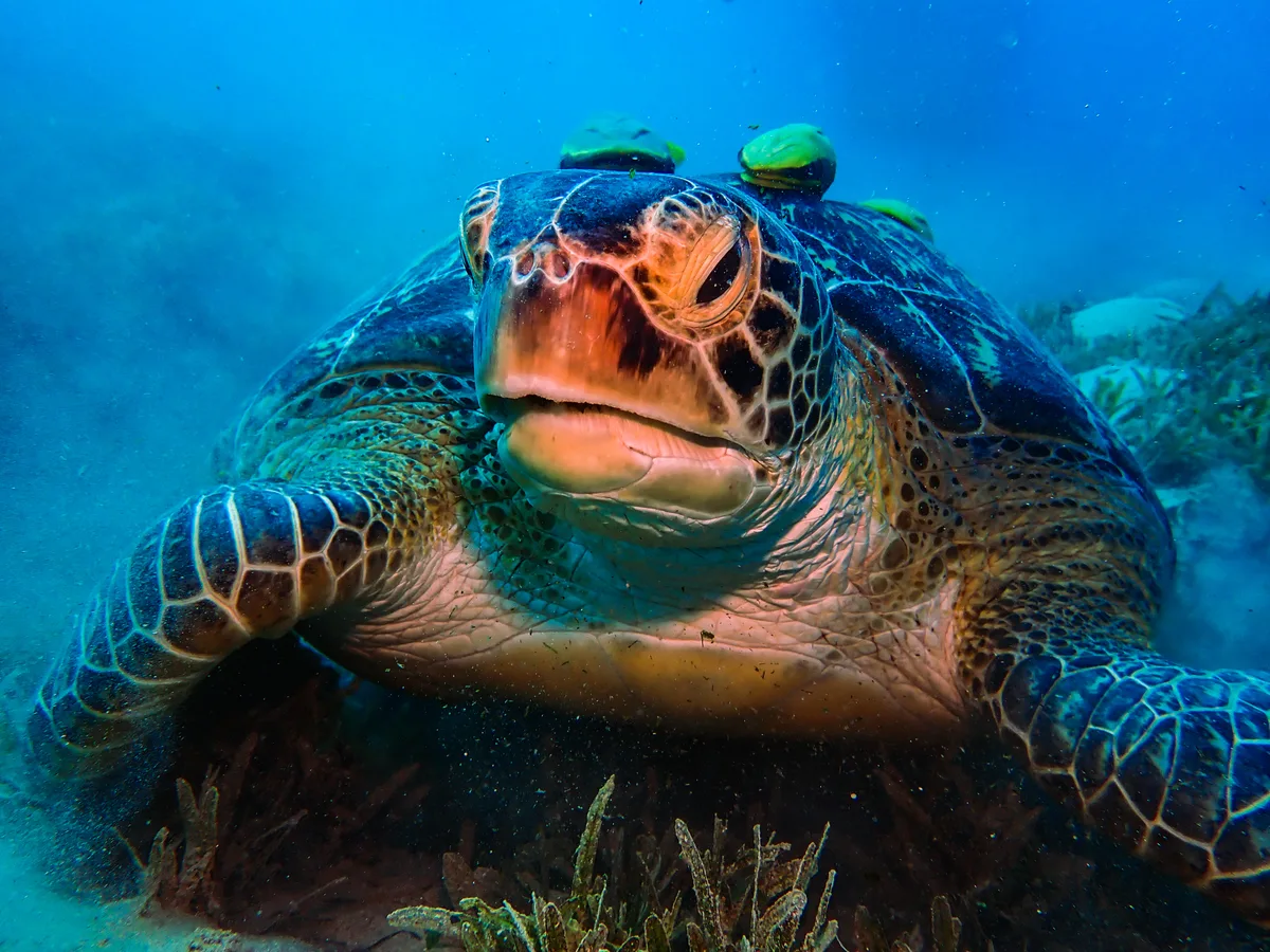 Green Sea Turtle