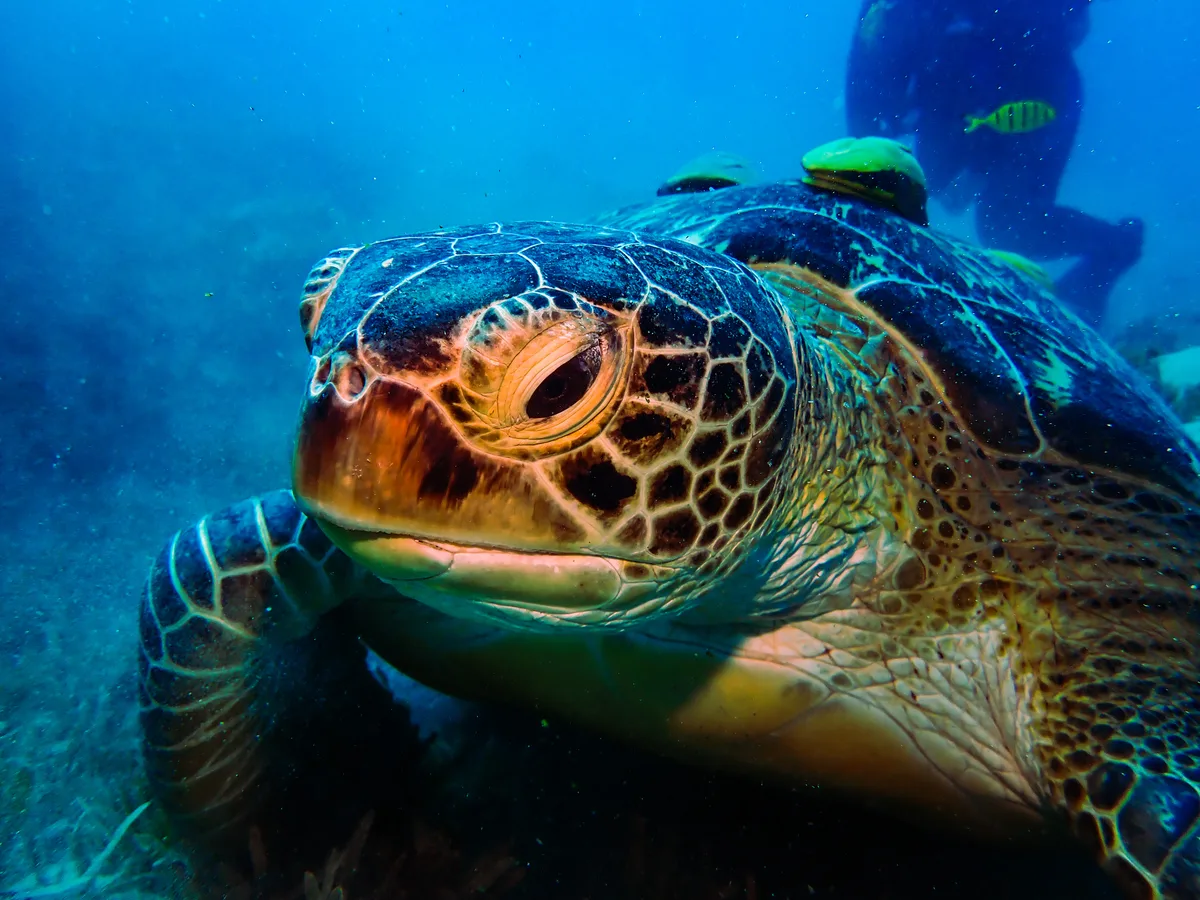 Green Sea Turtle