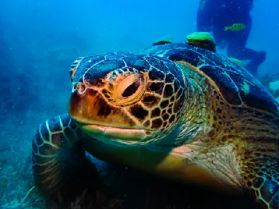 Green Sea Turtle