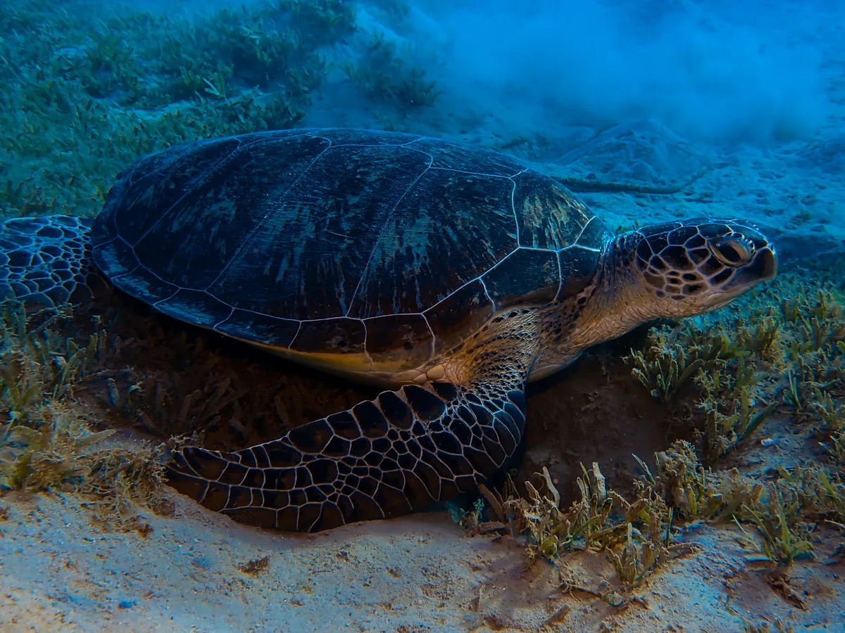 Green Sea Turtle