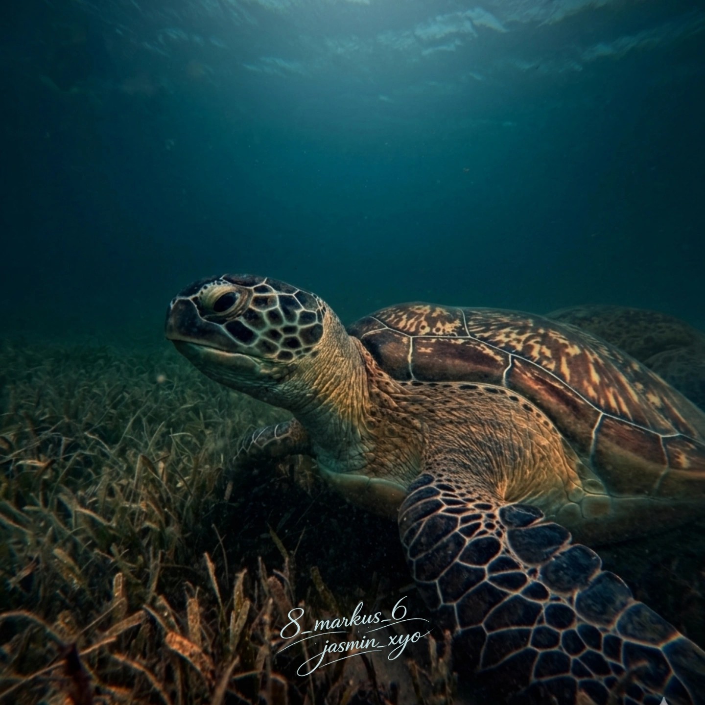 Green Sea Turtle