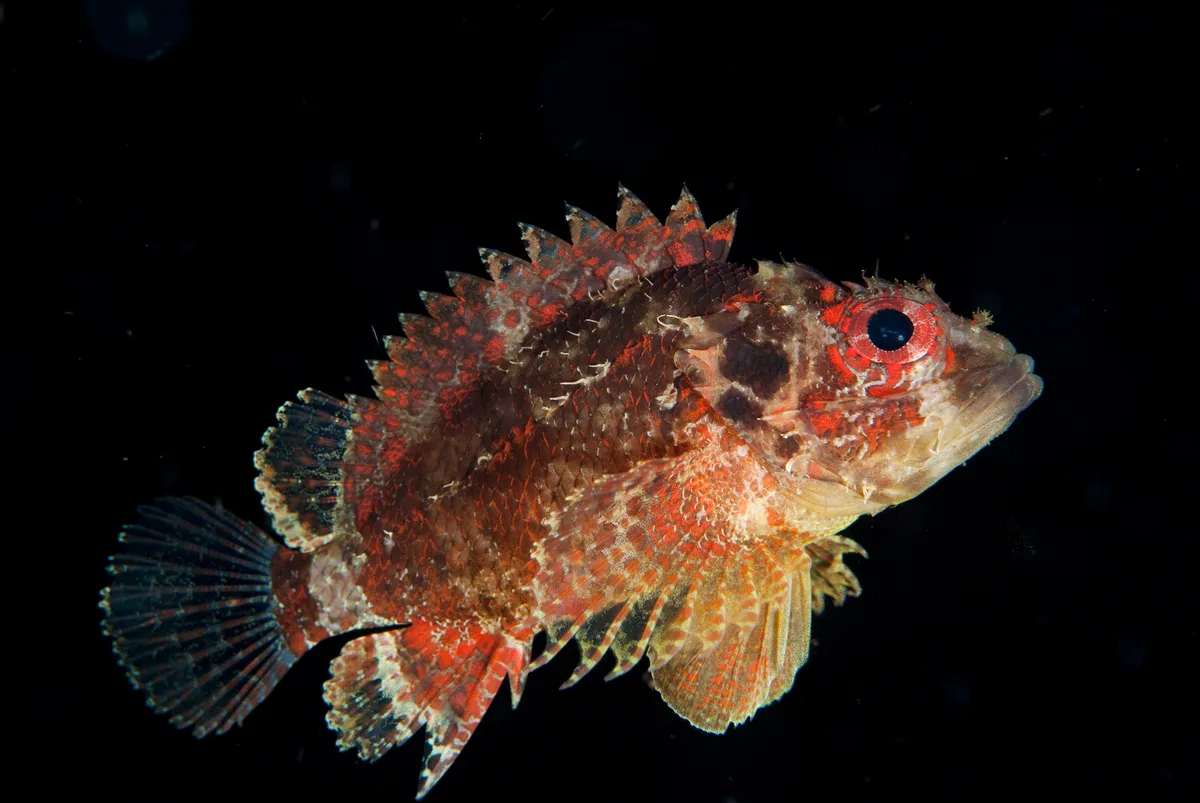 Scorpaenodes guamensis - Nudi Retreat, Lembeh Strait, Indonesia