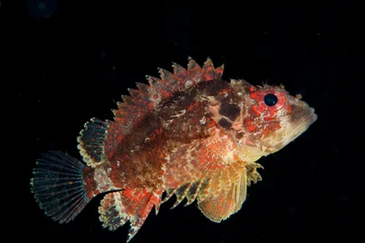 Scorpaenodes guamensis - Nudi Retreat, Lembeh Strait, Indonesia