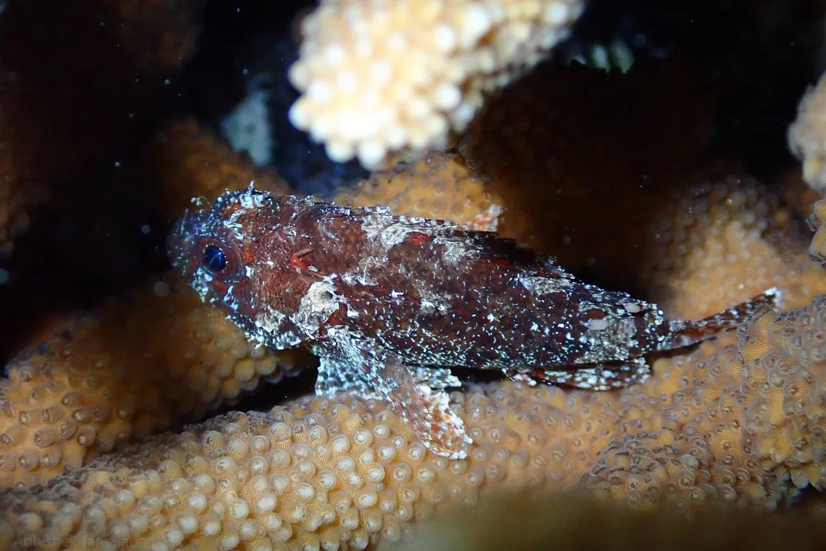Scorpaenodes guamensis - Agatti, Lakshadweep, India