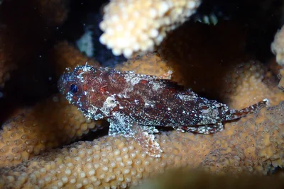 Scorpaenodes guamensis - Agatti, Lakshadweep, India