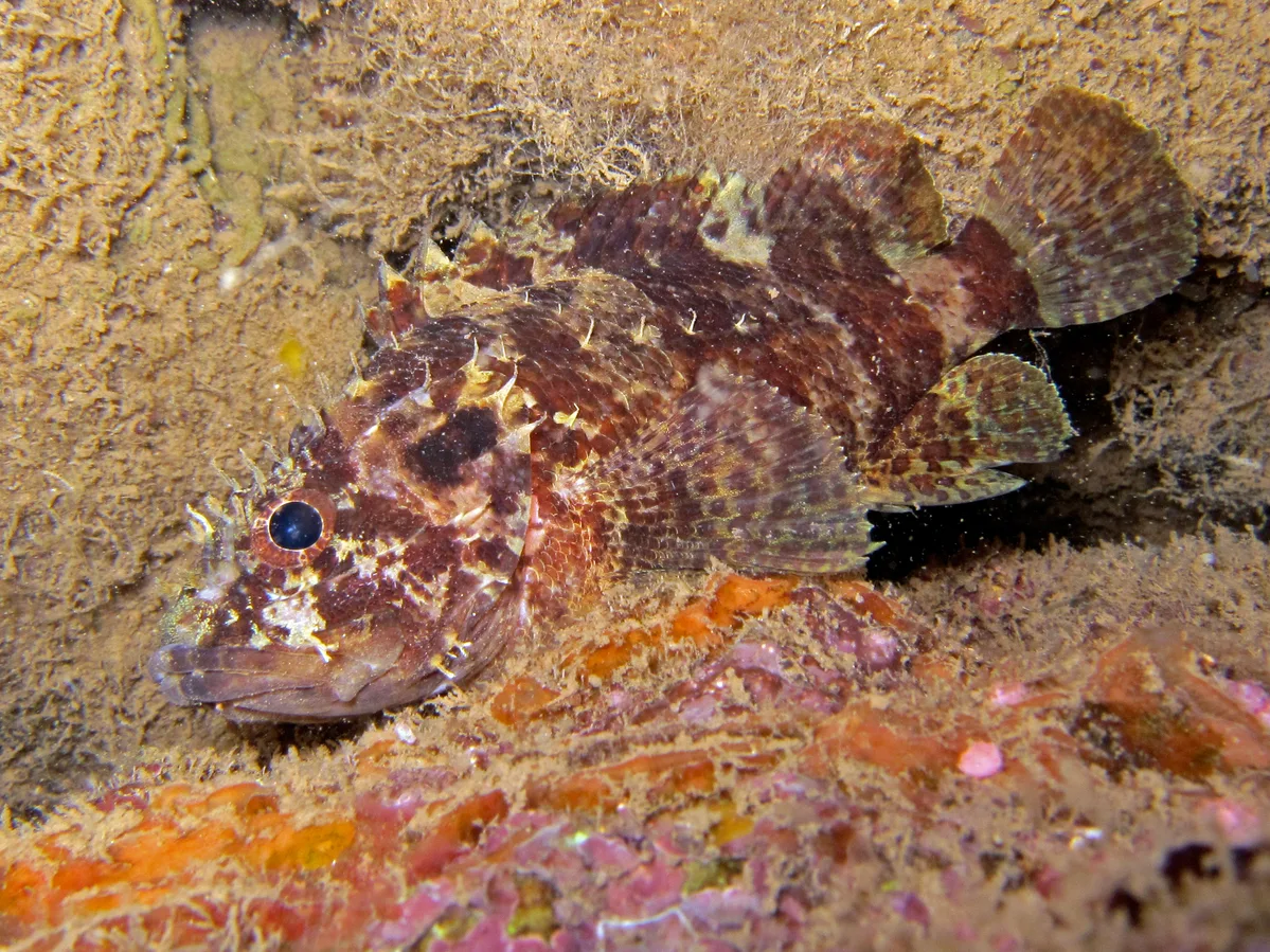 Scorpaenodes guamensis