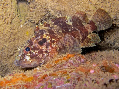 Scorpaenodes guamensis