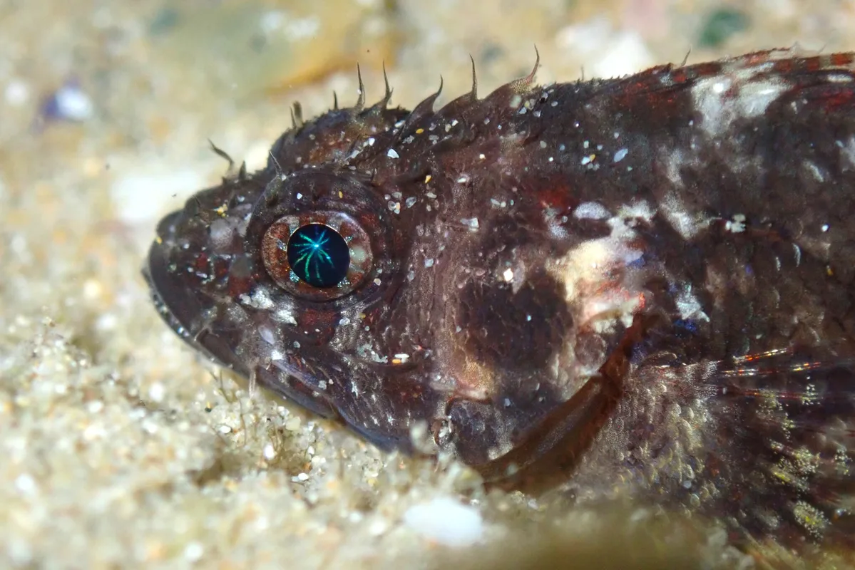 Scorpaenodes guamensis - Woolgoolga NSW 2456, Australia