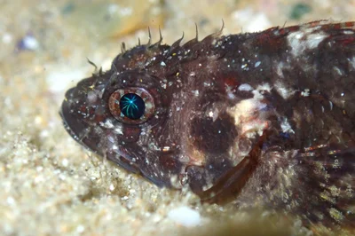 Scorpaenodes guamensis - Woolgoolga NSW 2456, Australia