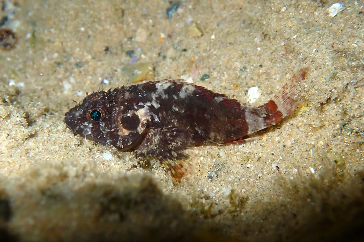 Scorpaenodes guamensis - Woolgoolga NSW 2456, Australia