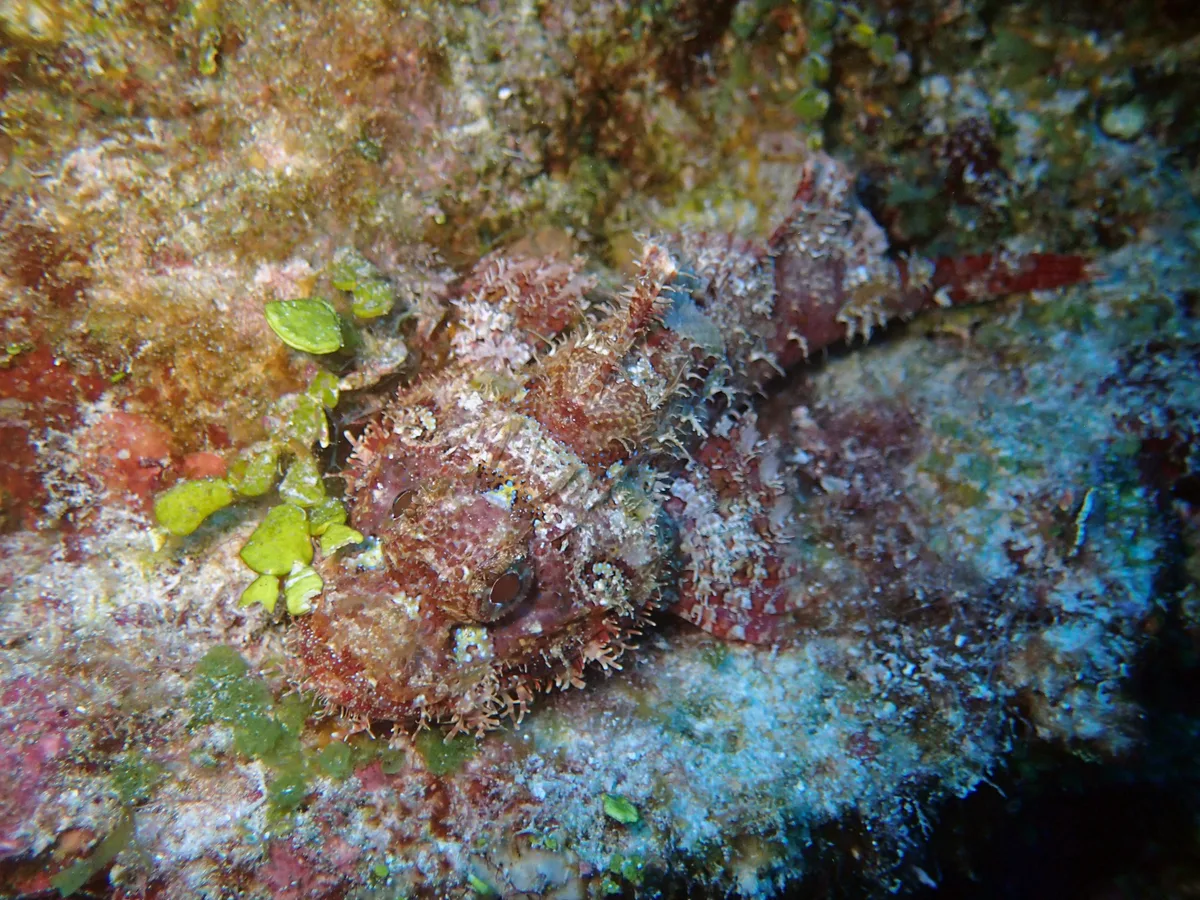 Scorpaenodes guamensis - Chalan Pago, Guam