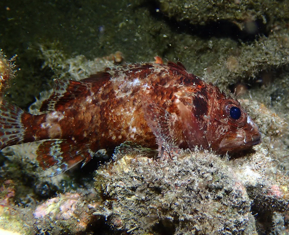 Scorpaenodes guamensis - L'Étang-Salé, RE-PL, RE