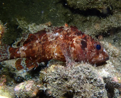 Scorpaenodes guamensis - L'Étang-Salé, RE-PL, RE