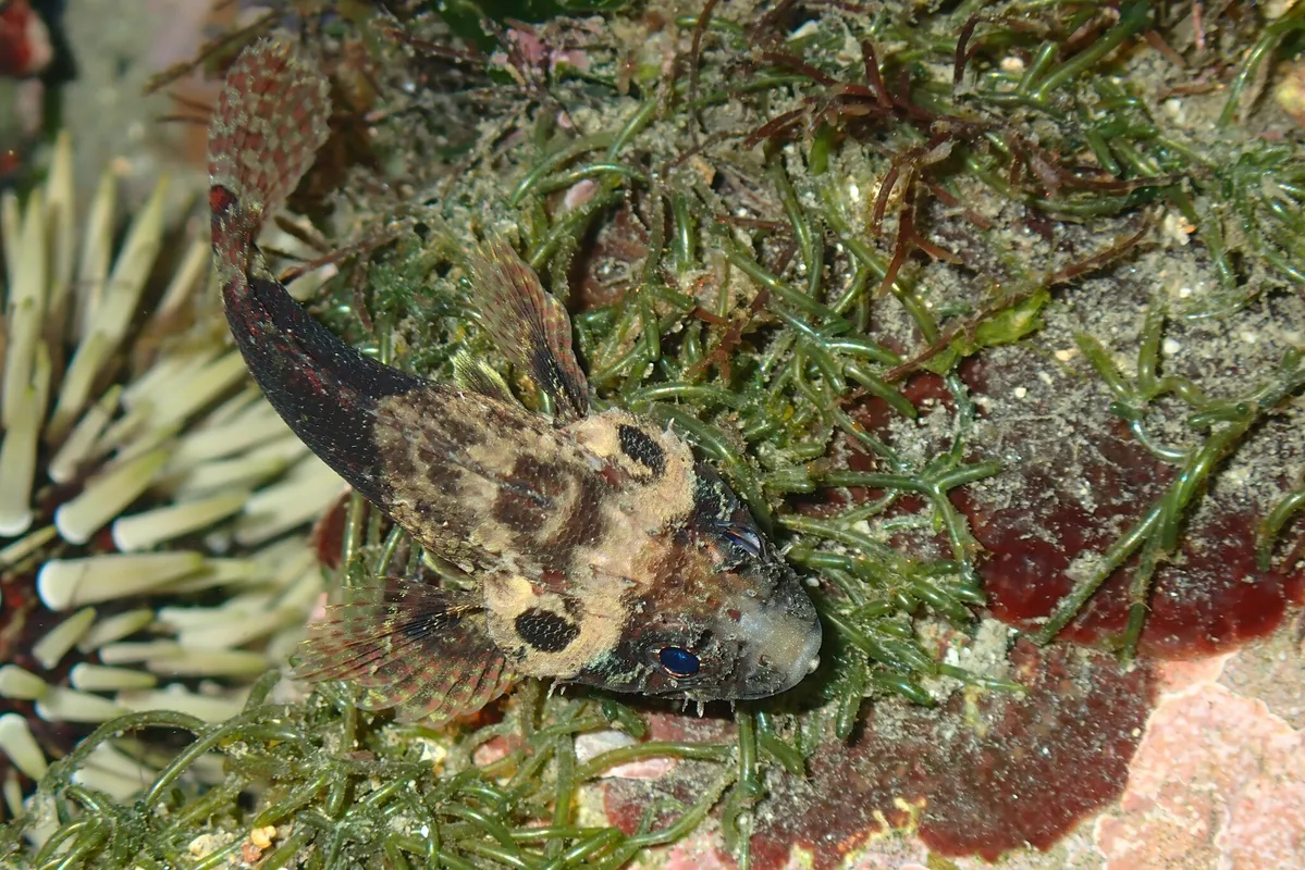 Scorpaenodes guamensis - 228台灣新北市貢寮區