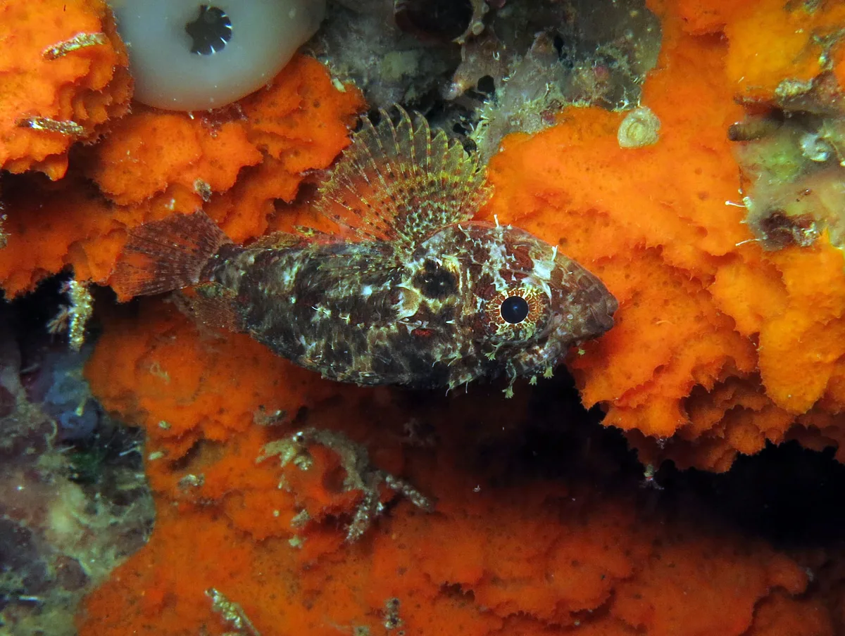 Scorpaenodes guamensis - Moalboal, Cebu, Philippines