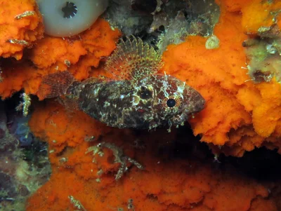Scorpaenodes guamensis - Moalboal, Cebu, Philippines
