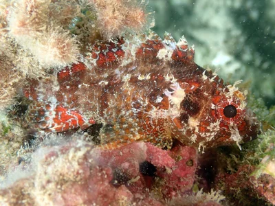 Scorpaenodes guamensis - Touho, Nouvelle-Calédonie