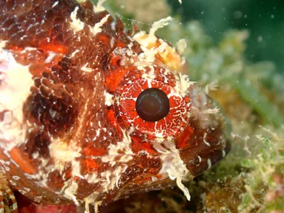 Scorpaenodes guamensis - Touho, Nouvelle-Calédonie