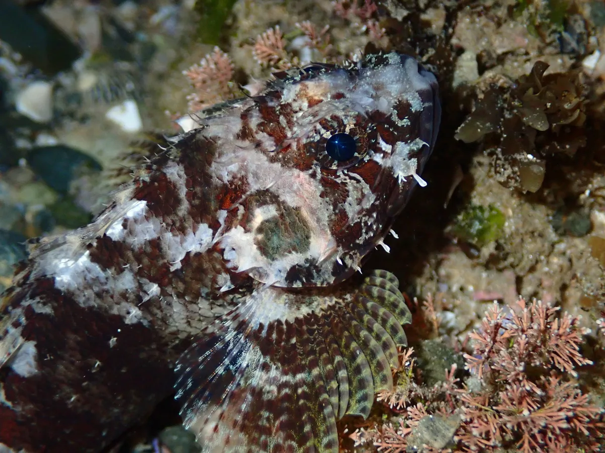 Scorpaenodes guamensis - Coffs Harbour - Pt B, New South Wales, Australia