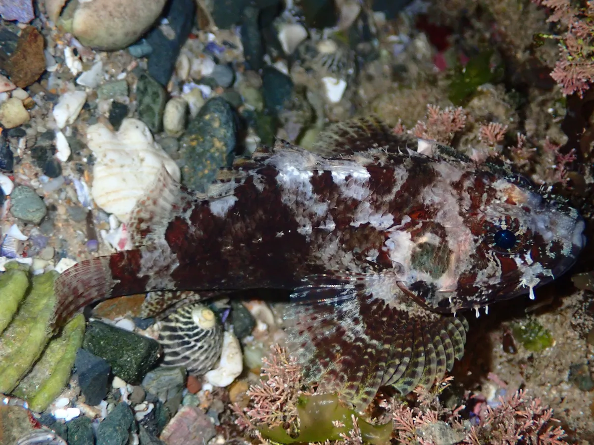 Scorpaenodes guamensis - Coffs Harbour - Pt B, New South Wales, Australia