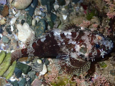 Scorpaenodes guamensis - Coffs Harbour - Pt B, New South Wales, Australia