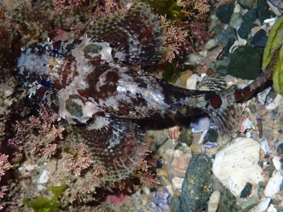 Scorpaenodes guamensis - Coffs Harbour - Pt B, New South Wales, Australia