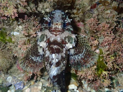 Scorpaenodes guamensis - Coffs Harbour - Pt B, New South Wales, Australia