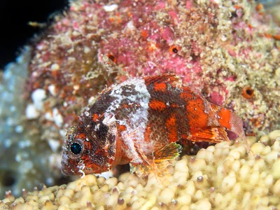 Scorpaenodes guamensis - אילת