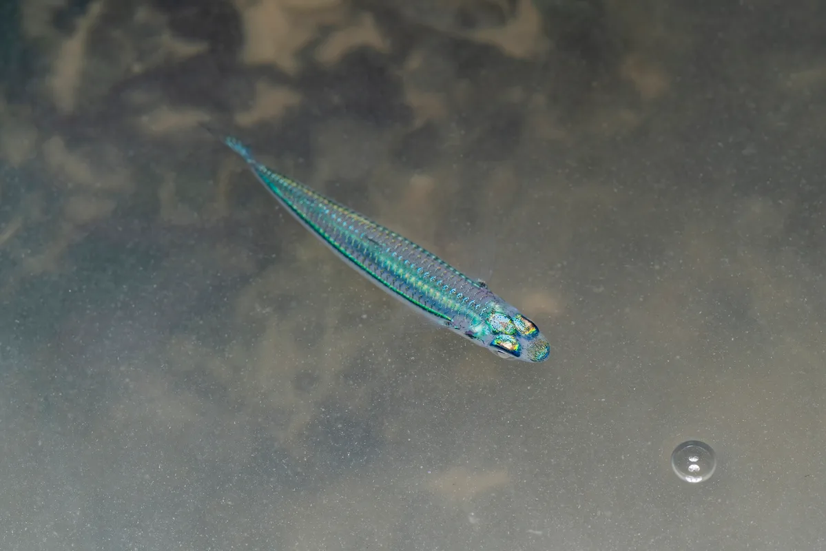 Hypoatherina temminckii - West, Singapore
