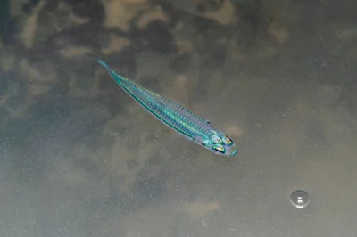 Hypoatherina temminckii - West, Singapore