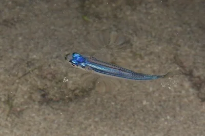 Hypoatherina temminckii - Lazarus Island, Singapore