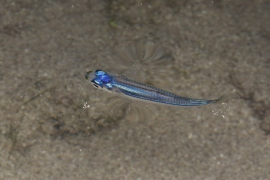 Hypoatherina temminckii - Lazarus Island, Singapore