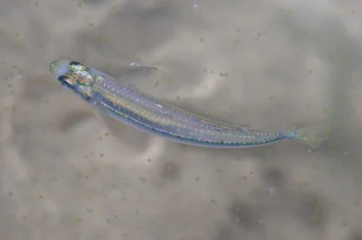 Hypoatherina temminckii - West, Singapore