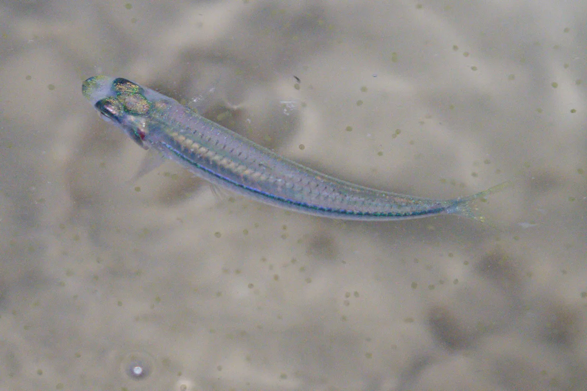 Hypoatherina temminckii - West, Singapore