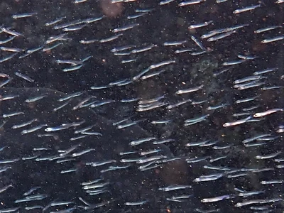 Hypoatherina temminckii - Five Fingers Reef, Coral Bay, WA 6701, Australia