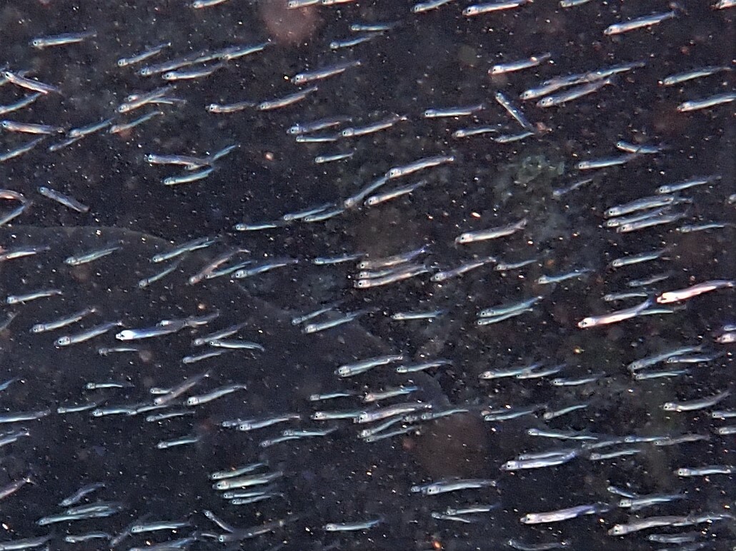 Hypoatherina temminckii - Five Fingers Reef, Coral Bay, WA 6701, Australia