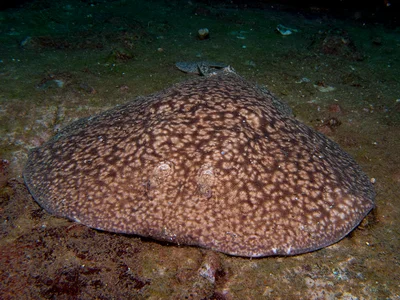 Torpedo sinuspersici