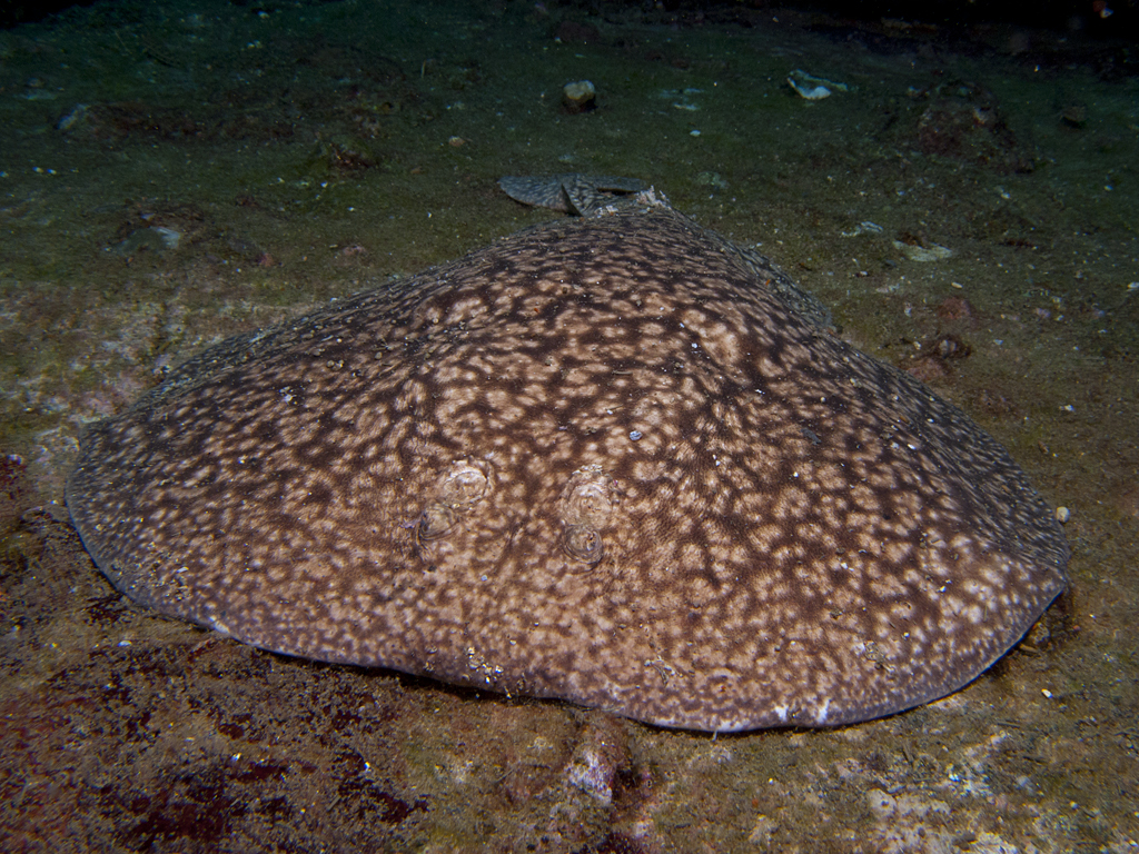 Torpedo sinuspersici