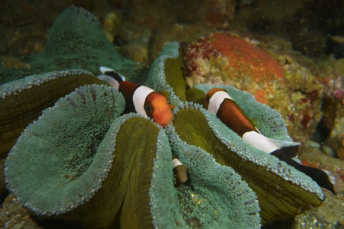 Haddon's sea anemone