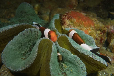 Haddon's sea anemone